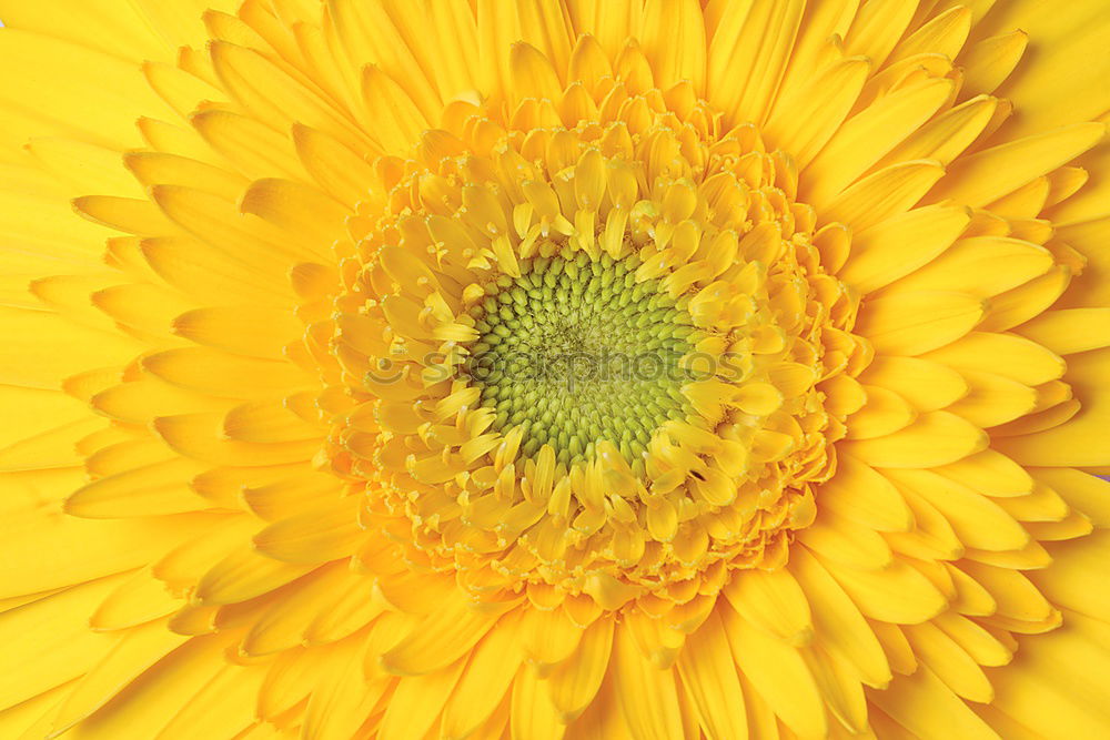 Similar – Image, Stock Photo sunflower Summer