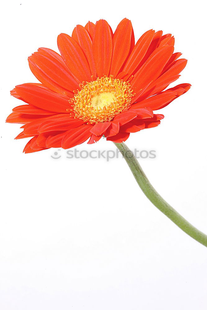 Similar – gerbera Plant Flower