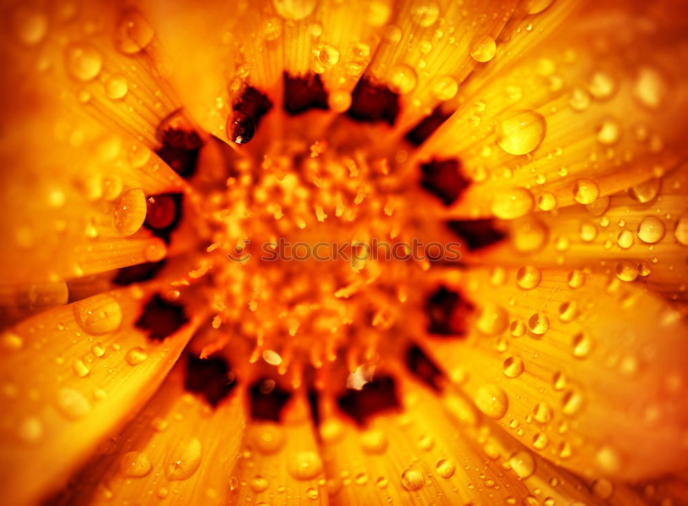 Similar – Summer feeling with a blooming calendula