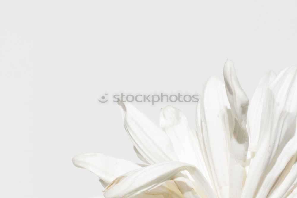 Similar – Image, Stock Photo Seashells. Top view with copy space.