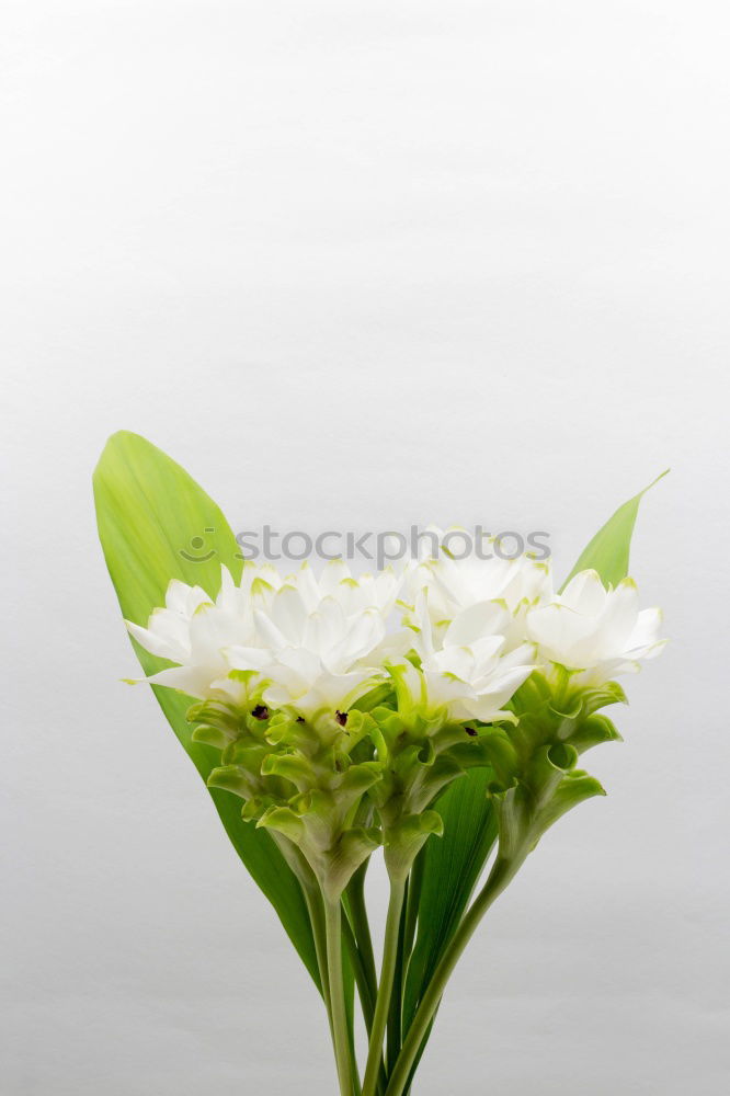 Similar – Image, Stock Photo manfred krug Orchid Vase