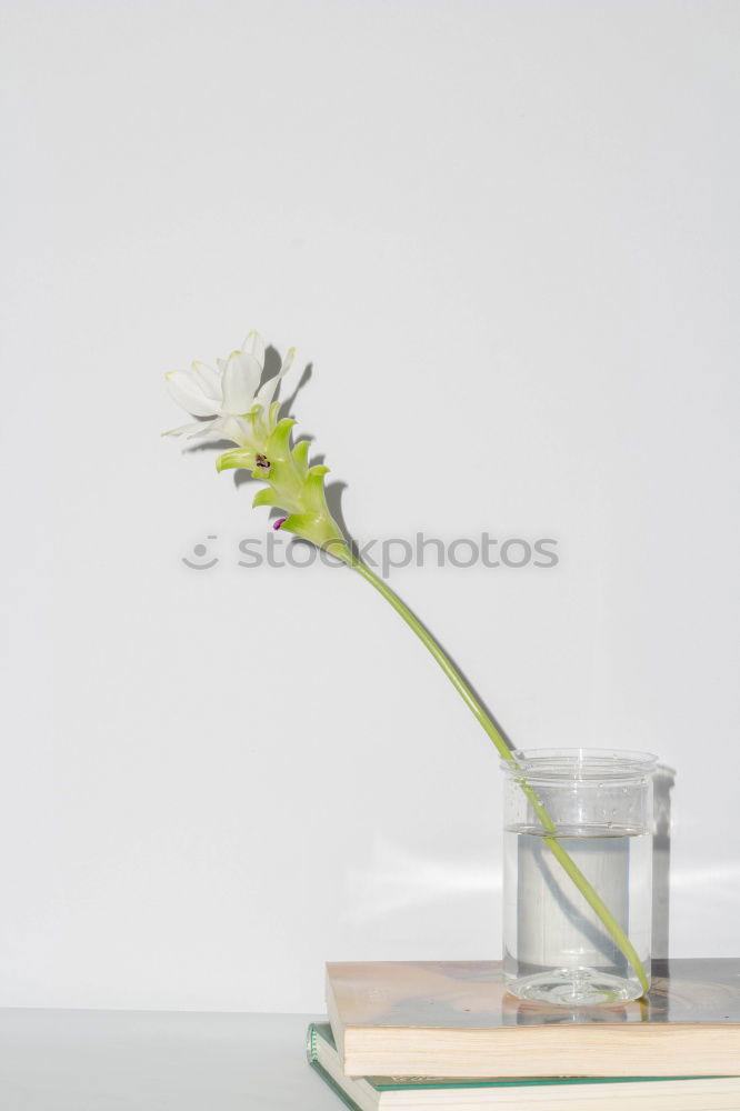 Similar – Image, Stock Photo Flower greeting III