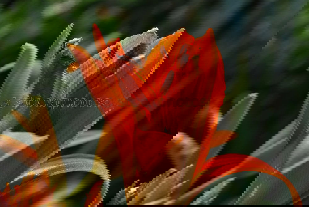 Similar – Foto Bild Tulpenblüten orange-rot