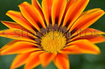 Similar – Image, Stock Photo sunny Sunflower Summer