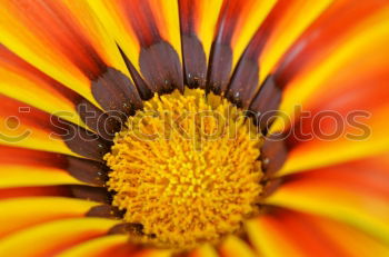 Similar – Gerbera-2 Makroaufnahme