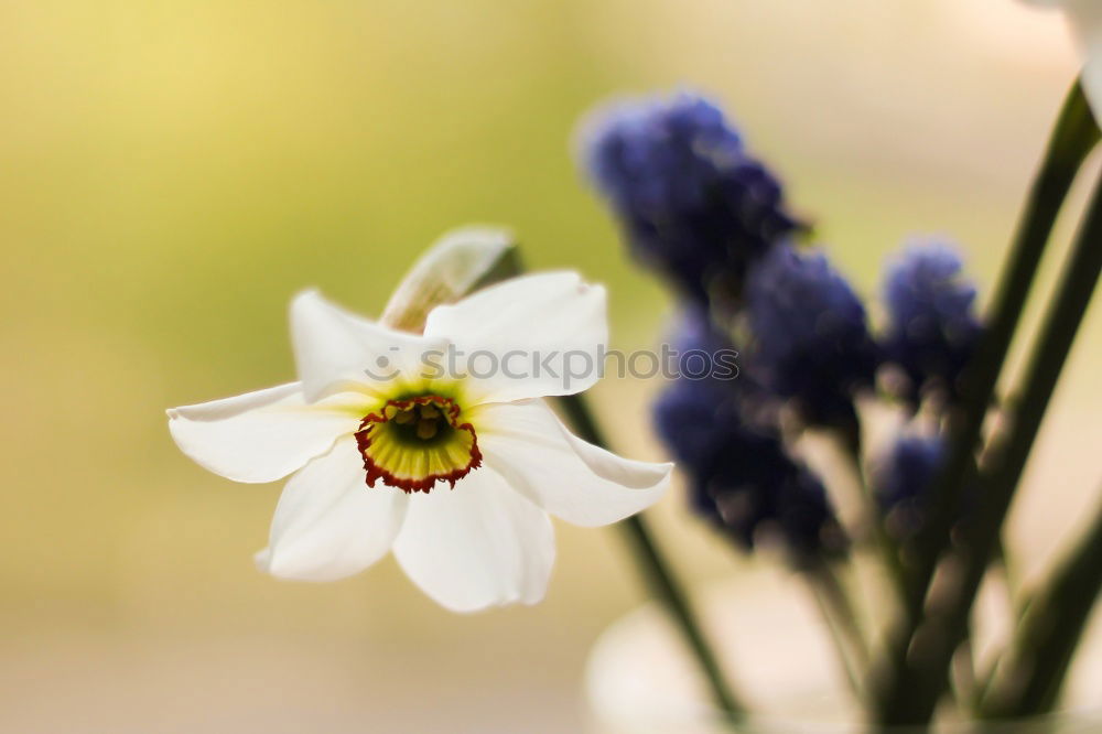 Similar – Image, Stock Photo * Plant Flower Blue Brown