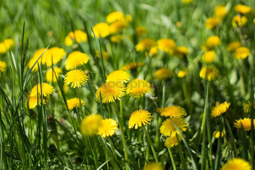 spring meadow Spring