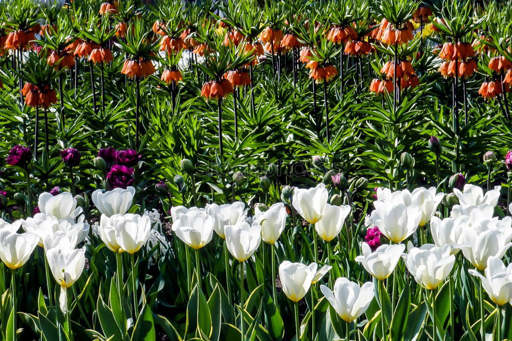 Similar – tulip garden