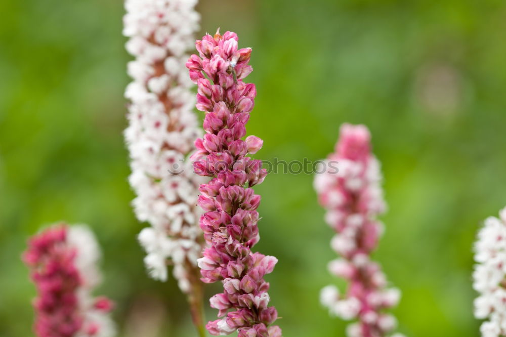 Image, Stock Photo meadow Meadow Red Grass