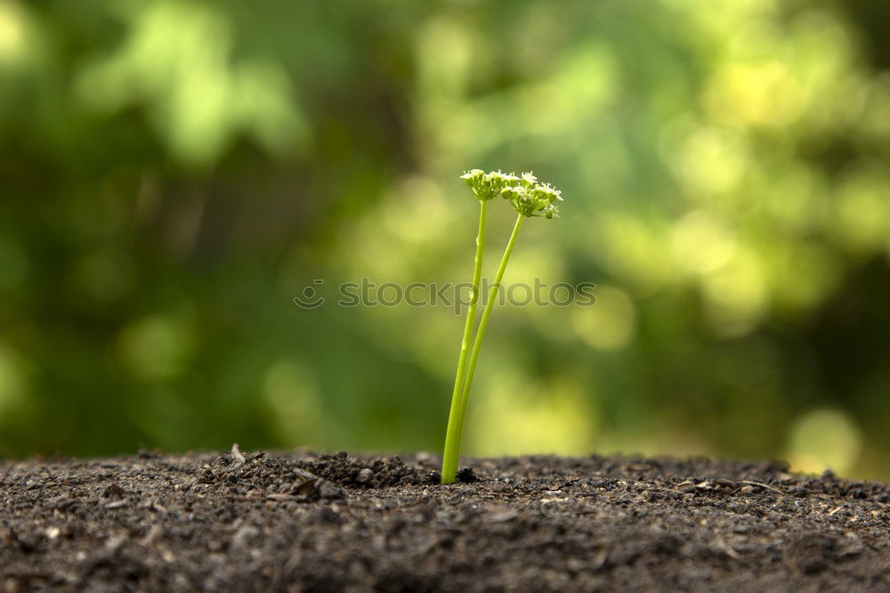 Similar – Image, Stock Photo offshoot Summer Garden