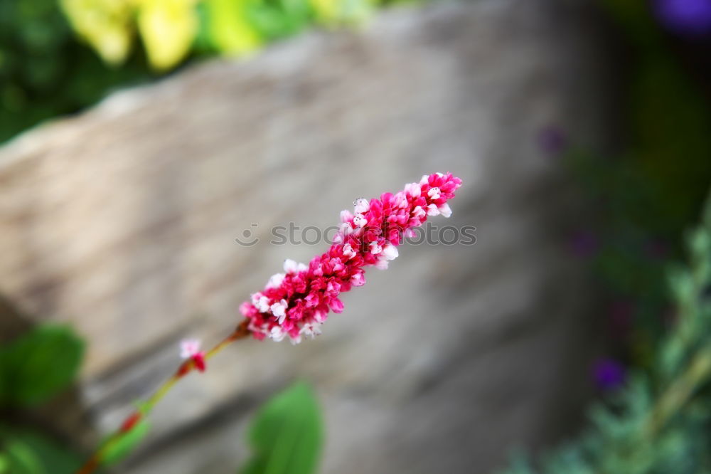 Similar – Image, Stock Photo colorful flowers Plant