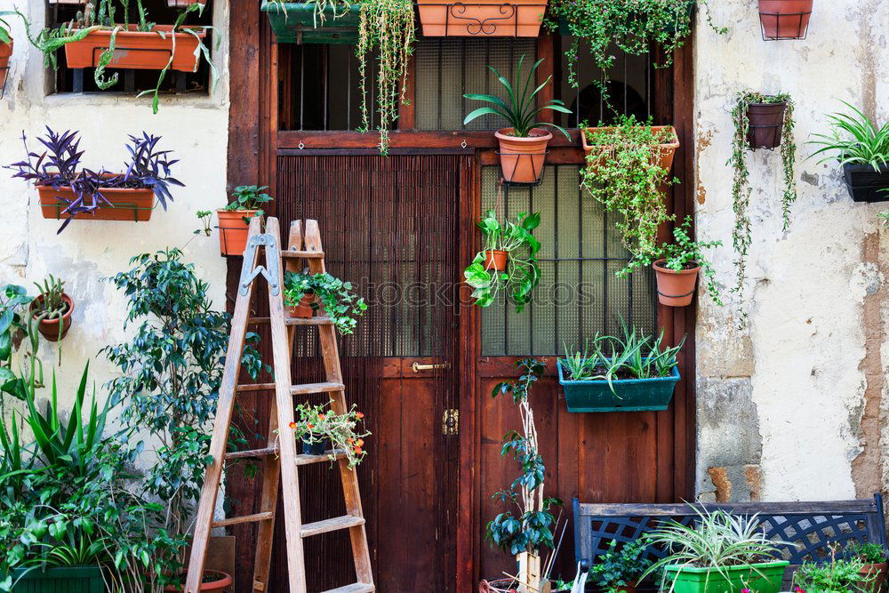 Similar – Image, Stock Photo flower and flower pot in the balcony