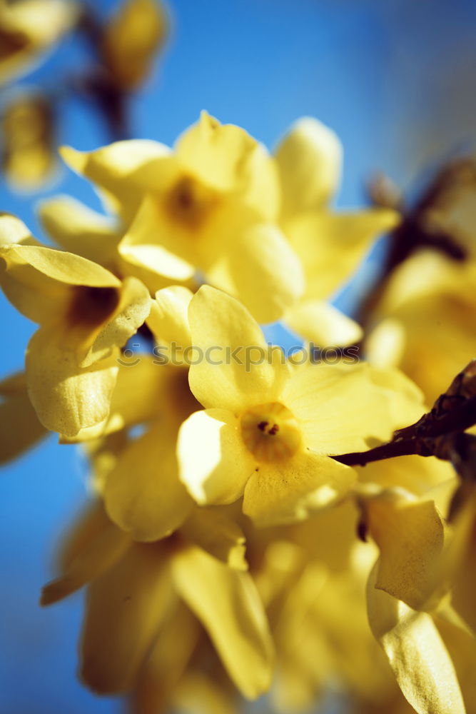 Similar – Golden Spring Colour photo