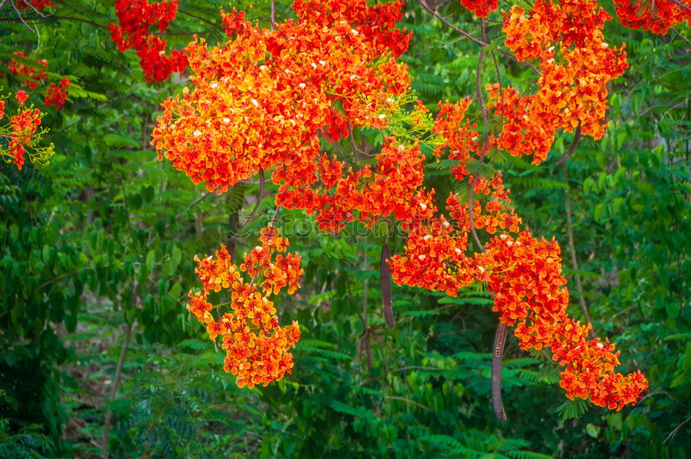 Similar – Image, Stock Photo So stuff halt Blossom