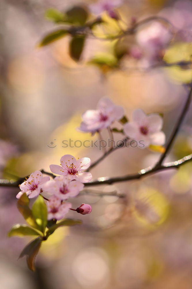 Similar – cherry blossom 4