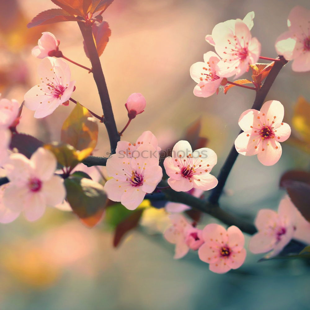 Similar – Image, Stock Photo cherry blossom Spring Jump
