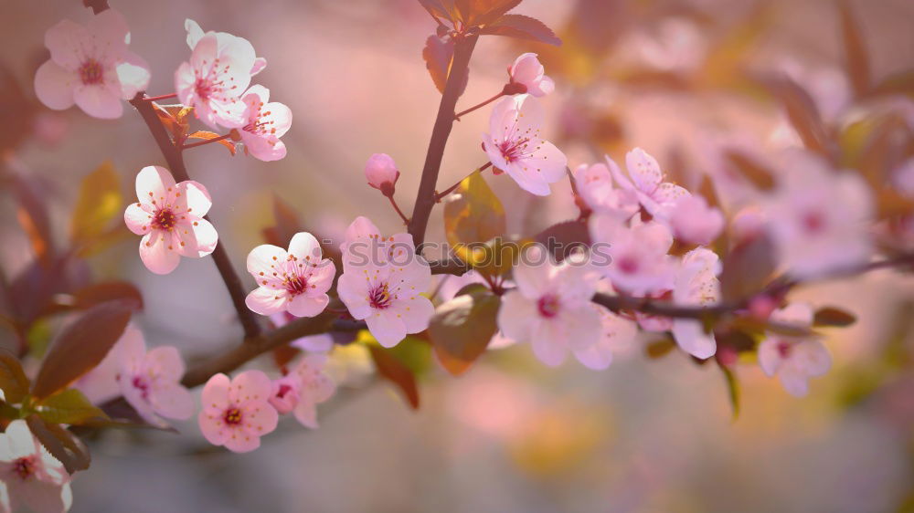 Similar – Image, Stock Photo cherry blossom 3