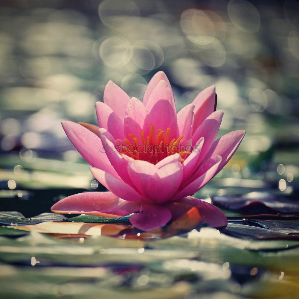 Image, Stock Photo Lotus Flower (water Lilly