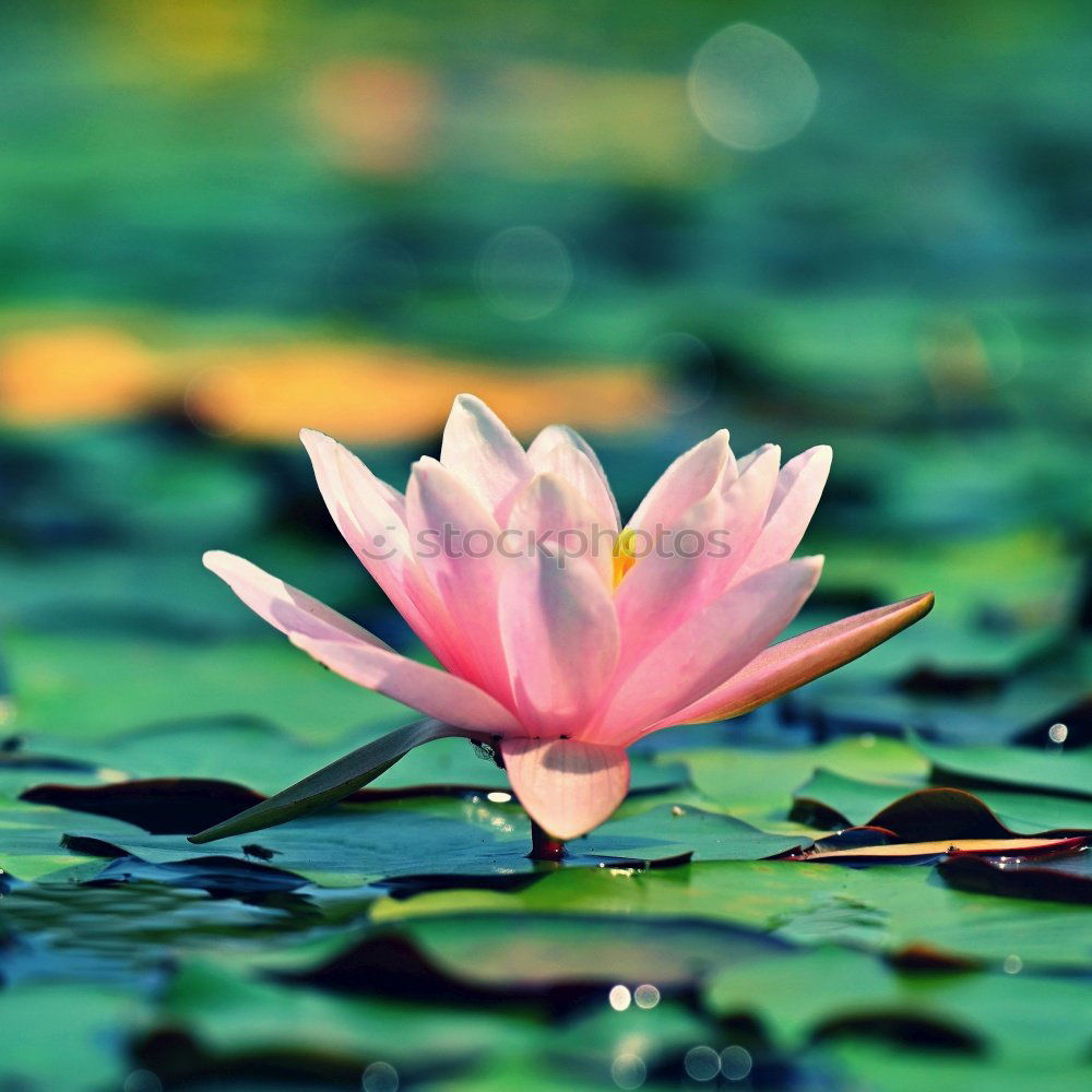 Similar – Image, Stock Photo Lotus Flower (water Lilly