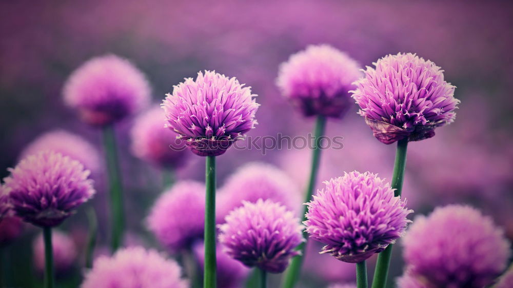 Similar – Image, Stock Photo Chives Vegetable Club moss