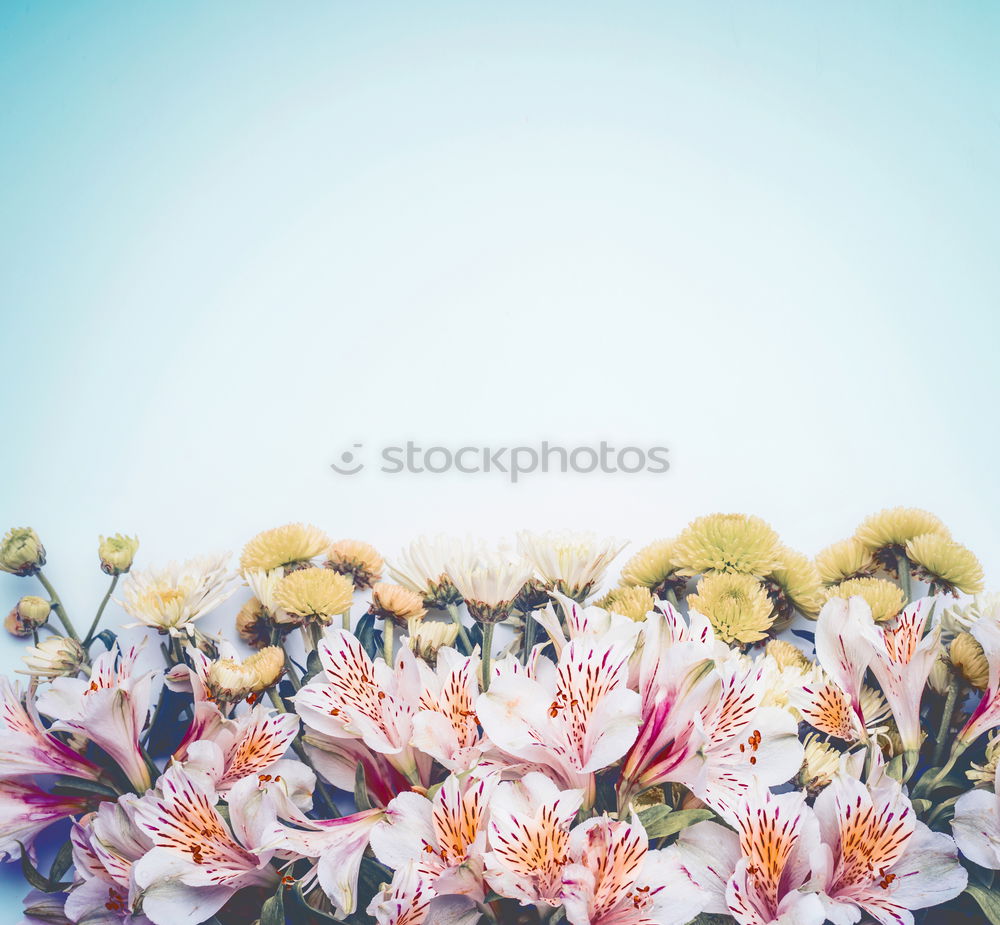 Similar – Beautiful flowers on turquoise background .