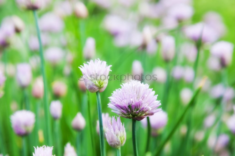 Similar – Image, Stock Photo Chives Vegetable Club moss