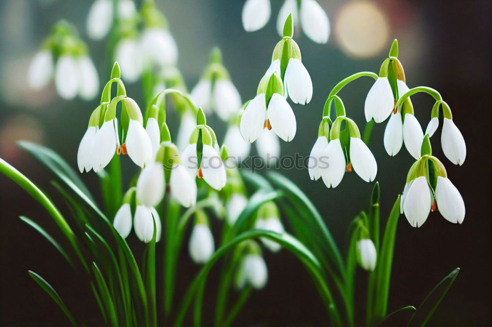 Similar – Image, Stock Photo snowdrops Nature Plant