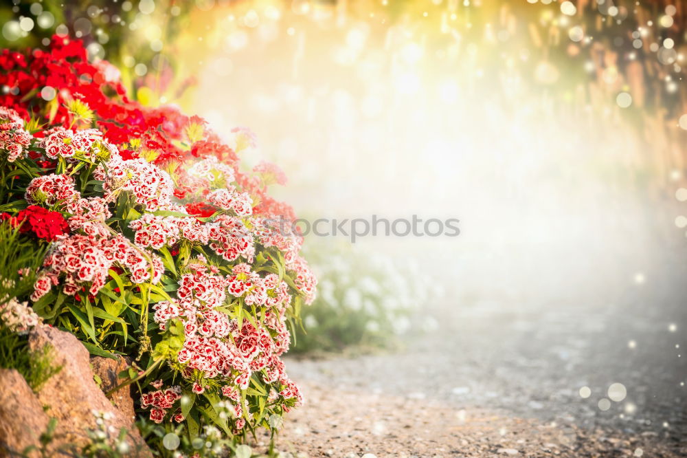 Turkish carnation flowersbed in summer garden