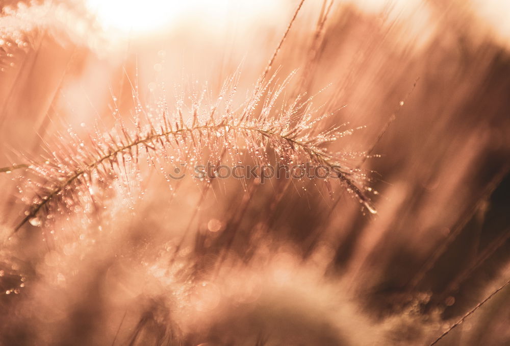 Similar – Image, Stock Photo Yellow field.Beautiful Nature Sunset Landscape. Rural Scenery
