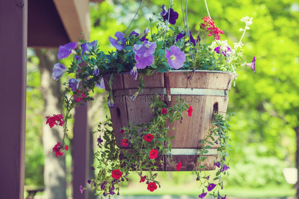 Similar – Flowers in the basket on hanger on a wall