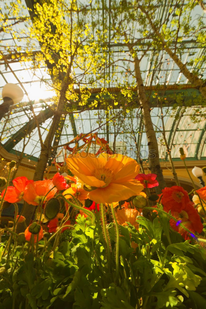 Similar – Image, Stock Photo colorful flowers Plant