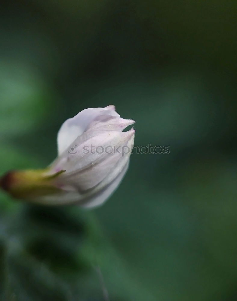 Similar – Poppy flower with unfocused background.