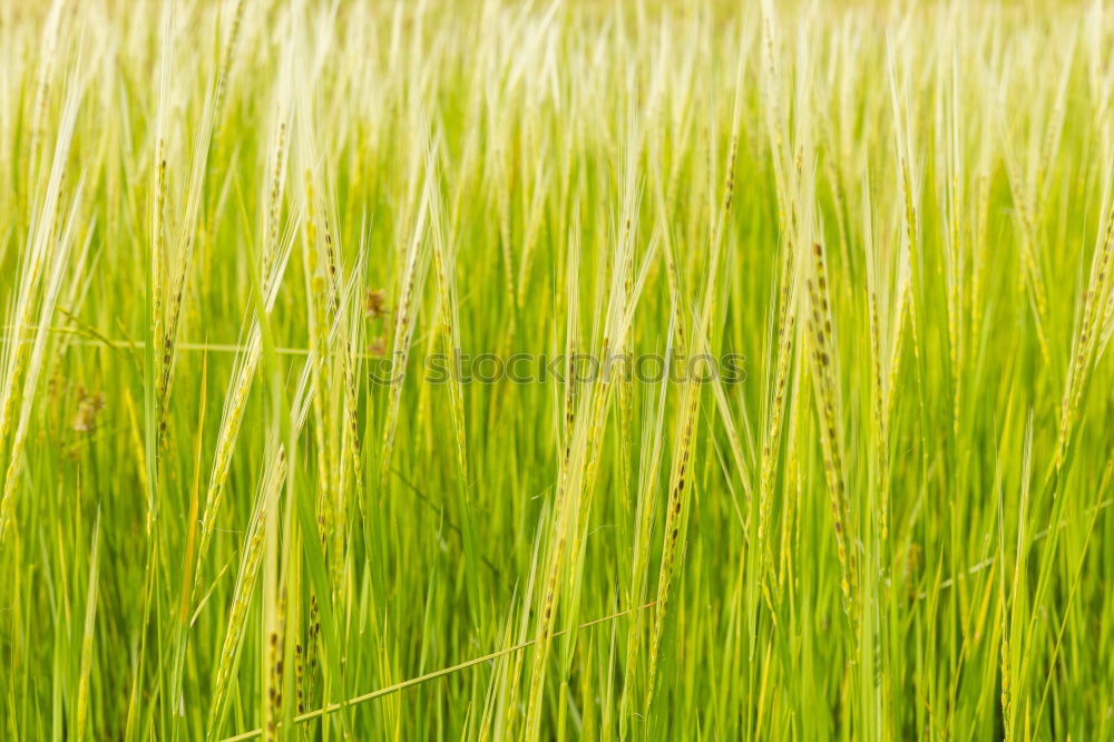 Similar – Field of grass on sunset