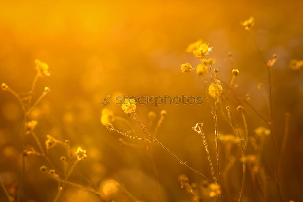 Similar – Image, Stock Photo Honey bee covered with yellow pollen collecting sunflower nectar