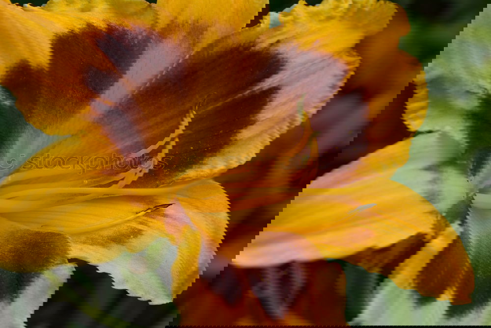 Similar – Foto Bild Tulpenblüten orange-rot