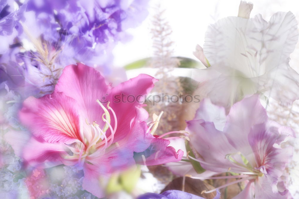 Similar – Image, Stock Photo Confit with flowers and bread