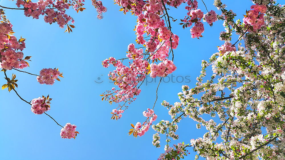 Similar – Image, Stock Photo cherry blossoms Cherry