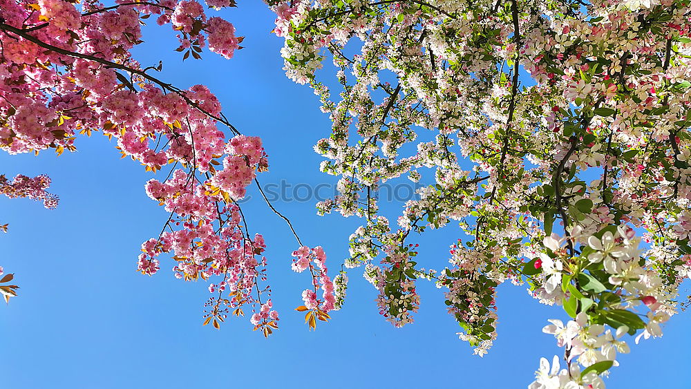 Similar – Ein Tag im Frühling Natur