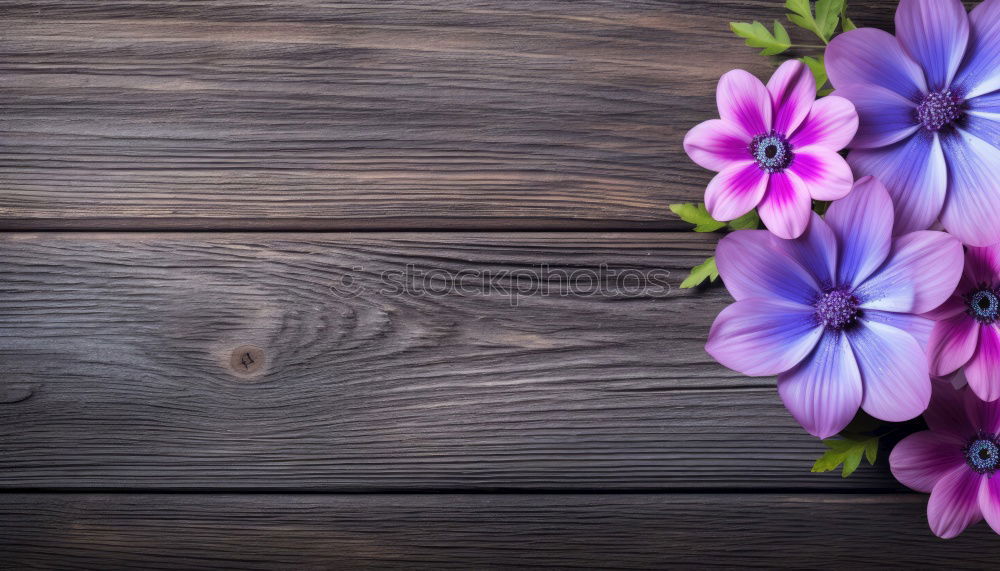 Similar – Image, Stock Photo Branch of a purple lilac