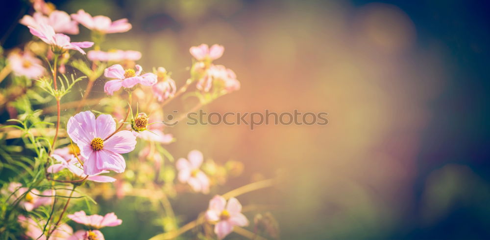 Similar – Image, Stock Photo Cosmea Sun Nature