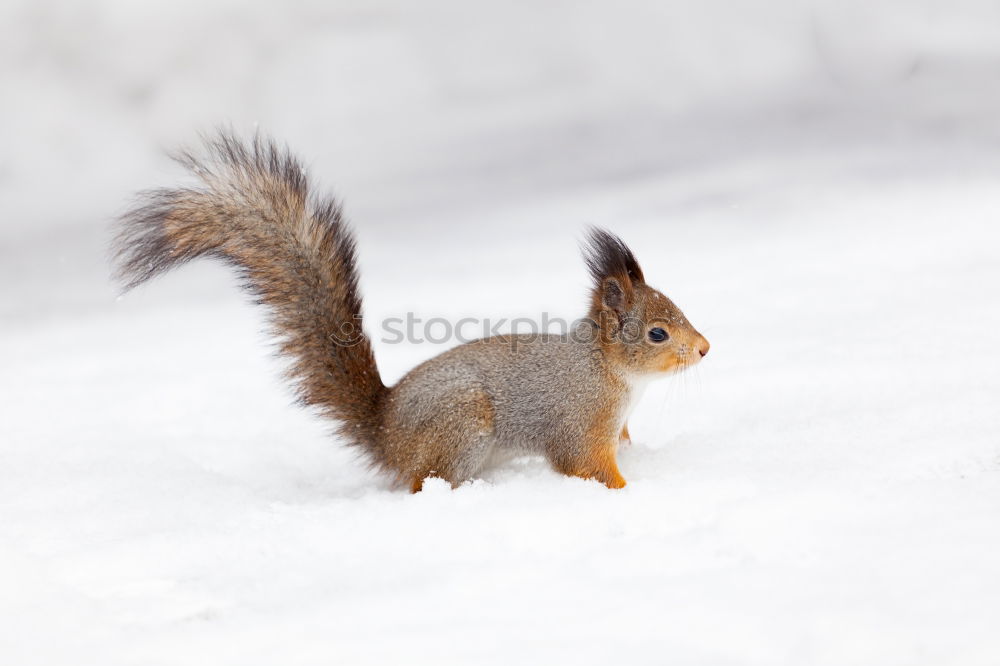 Similar – Image, Stock Photo Mouse on handle Nature