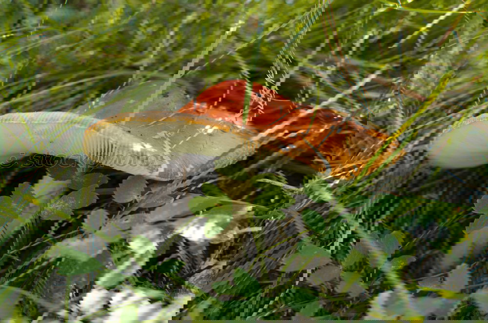 Similar – Foto Bild Fliegenpilz Ernährung