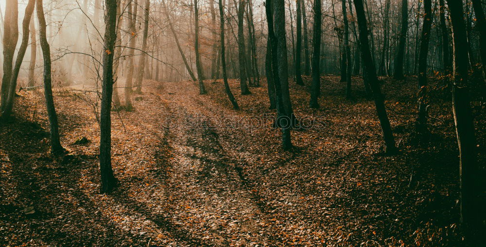 Similar – A girl hiking through the shadows of the trees in an autumnal forest