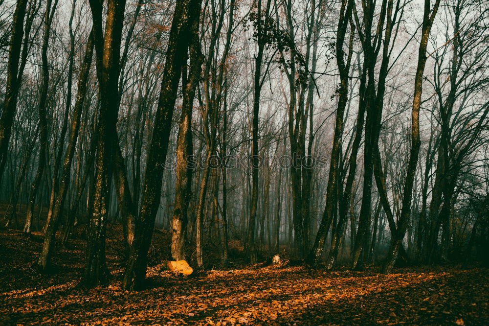 Similar – A girl hiking through the shadows of the trees in an autumnal forest