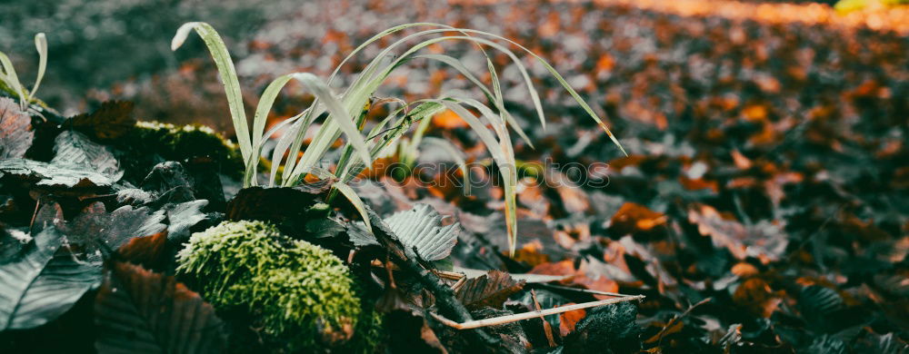 Similar – dead meadow Meadow Grass