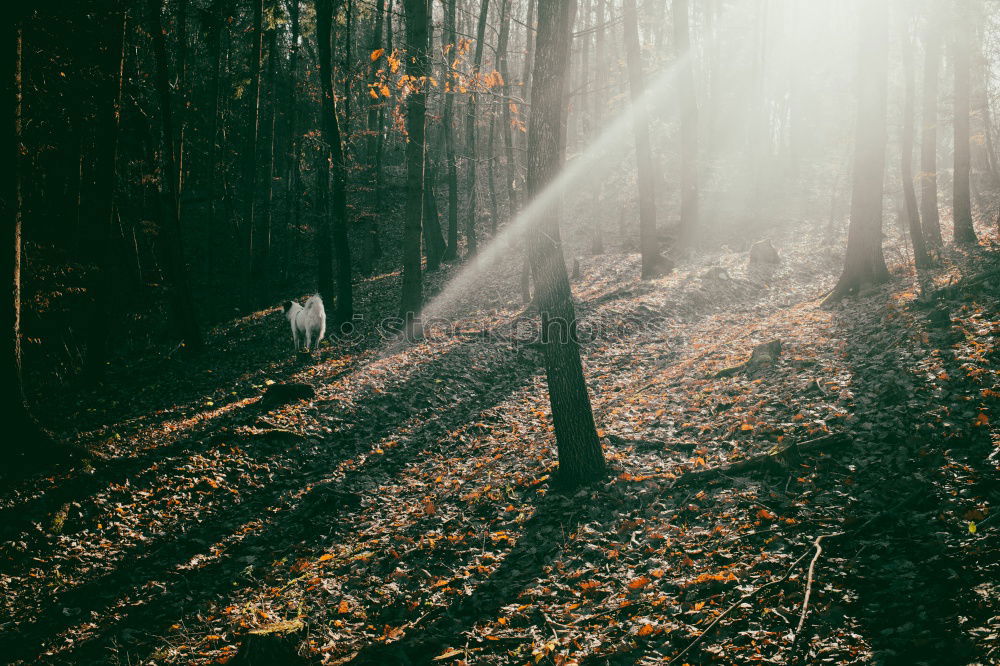 Similar – Image, Stock Photo Man in forest looking into backpack