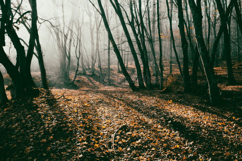 Similar – A girl hiking through the shadows of the trees in an autumnal forest