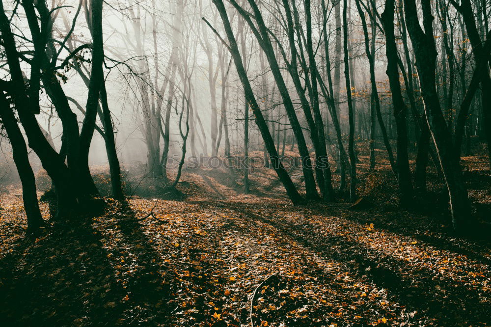 Similar – A girl hiking through the shadows of the trees in an autumnal forest