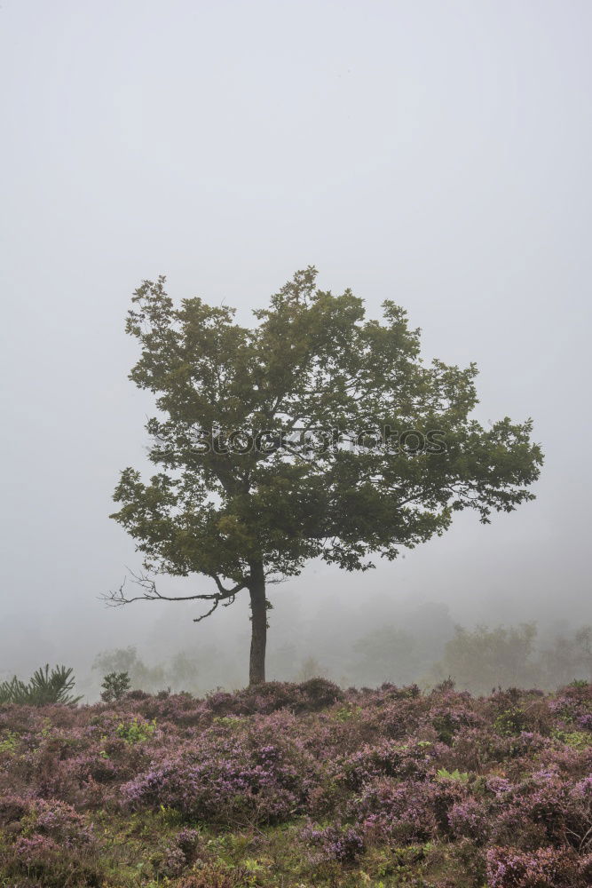 Similar – yellow gorse at Arthur’s Seat in Edinburgh