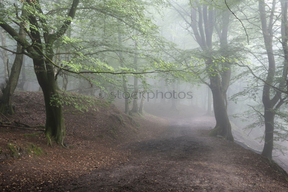 Similar – Image, Stock Photo Green spring misty forest. May in Crimea